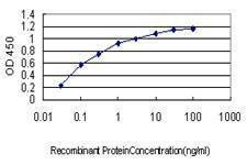 Anti-GPR84 Antibody
