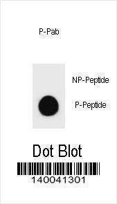 Anti-Phospho-KIT (T354) Antibody