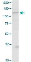 Anti-GRIP1 Antibody