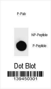 Anti-Phospho-PARP1 (T368) Antibody