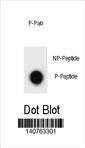 Anti-Phospho-ULK2 (S323) Antibody