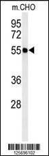 Anti-ATL3 (Center) Antibody