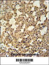Anti-CJ119 (N-term) Antibody