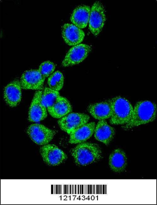 Anti-CD46 (C-term) Antibody