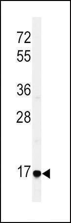 Anti-EREG (C-term) Antibody