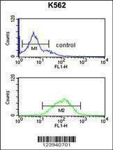 Anti-GABRG3 (N-term) Antibody