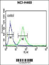 Anti-RPS13 (Center) Antibody