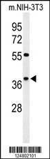 Anti-KLDC2 (C-term) Antibody