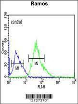 Anti-CORO6 (Center) Antibody