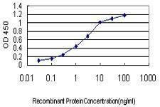 Anti-GTF2A1 Antibody