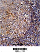 Anti-ARHGAP25 (Center) Antibody