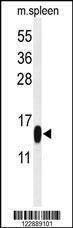 Anti-PLA2G1B (C-term) Antibody
