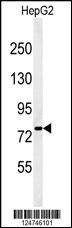 Anti-YMEL1 (N-term) Antibody