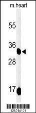 Anti-COQ9 (Center) Antibody