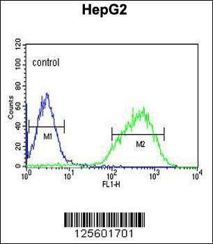 Anti-HIST1H2AL (C-term) Antibody