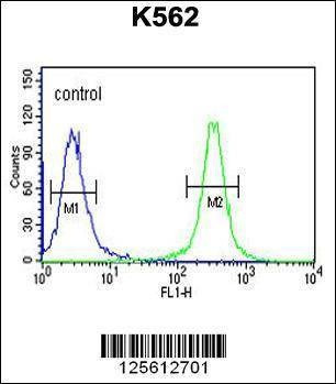 Anti-HSP90B1 (N-term) Antibody