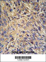 Anti-HSP90B1 (N-term) Antibody