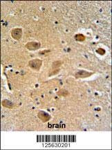 Anti-MILK2 (C-term) Antibody