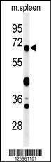 Anti-GBP7 (C-term) Antibody