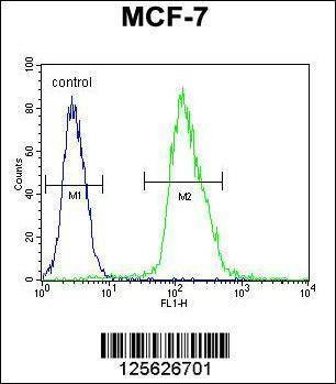 Anti-MFAP4 (C-term) Antibody