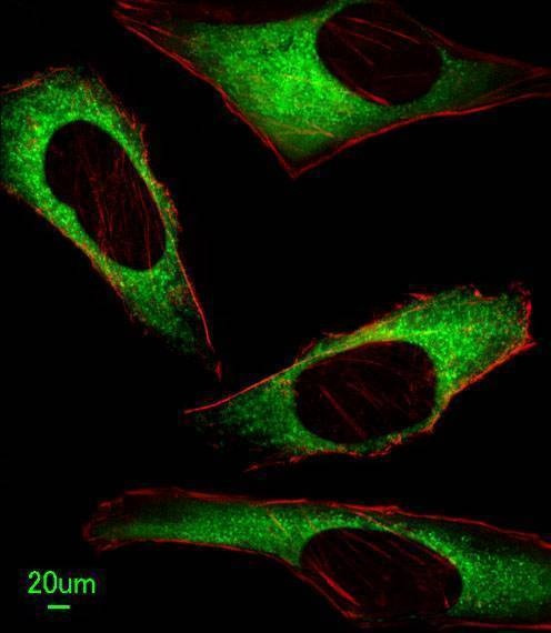 Anti-ITPA (N-term) Antibody