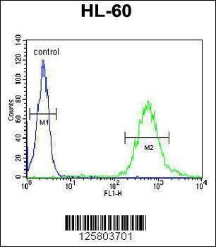 Anti-WDTC1 (C-term) Antibody