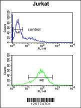 Anti-ANR49 (Center) Antibody