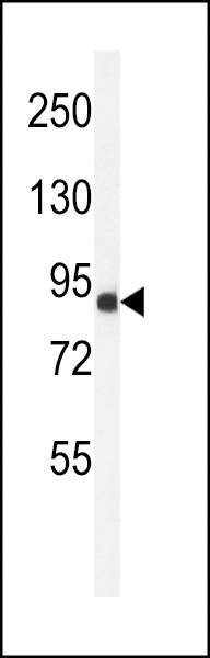 Anti-ANR49 (Center) Antibody