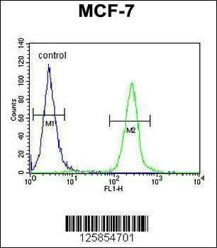 Anti-FA20A (N-term) Antibody