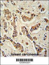 Anti-FA20A (N-term) Antibody