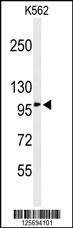 Anti-EFR3A (C-term) Antibody