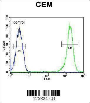 Anti-CASP3 (Asp175) Antibody