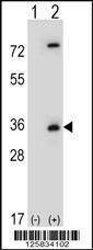 Anti-CASP3 (Asp175) Antibody