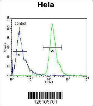 Anti-POTEH (N-term) Antibody