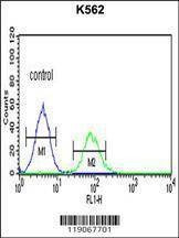 Anti-CHEK2 (N-term) Antibody
