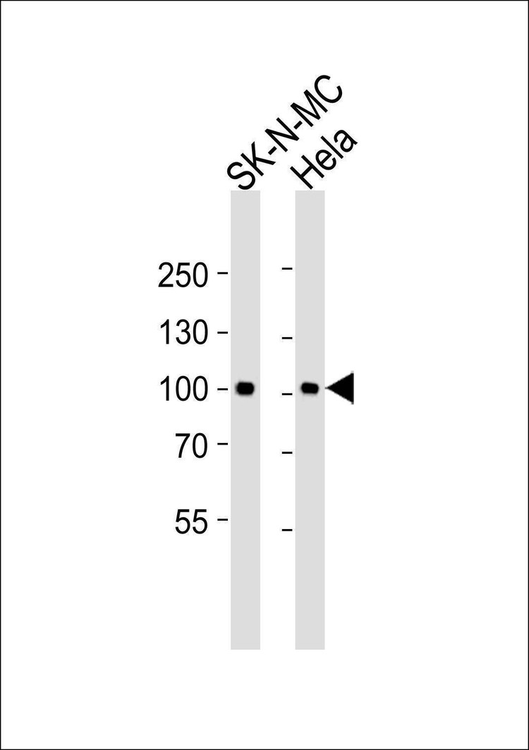 Anti-STAT3 (Ab-705) Antibody