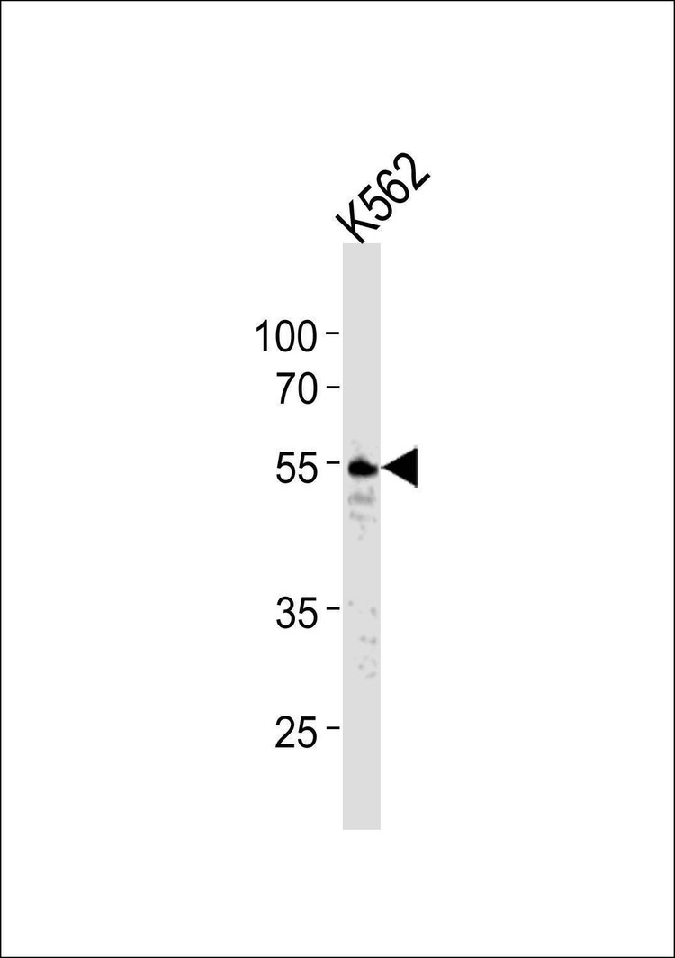 Anti-Thrombin Receptor Antibody