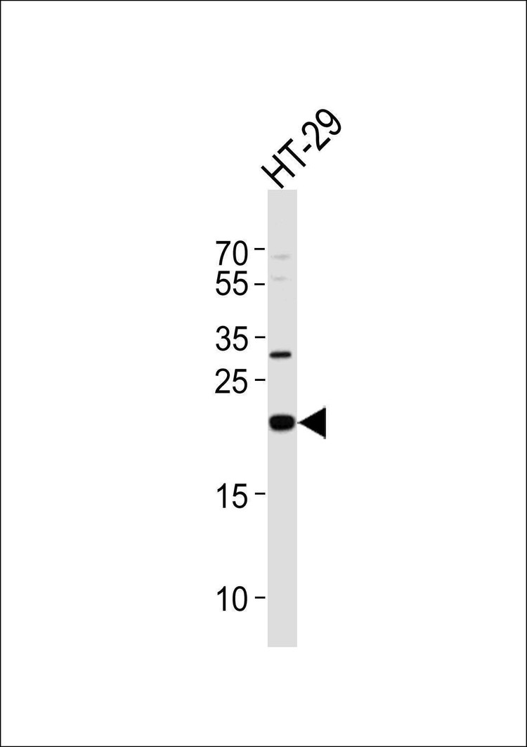 Anti-MAD2L1 Antibody