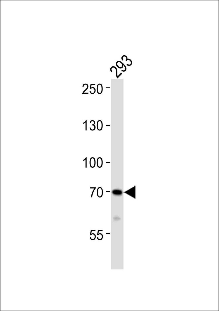 Anti-DUSP16 Antibody
