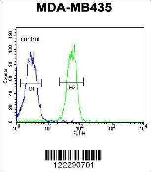 Anti-BTNL8 (Center) Antibody