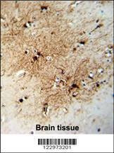 Anti-FABP7 (C-term) Antibody