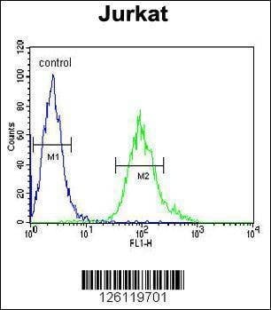 Anti-GNB1 (N-term) Antibody