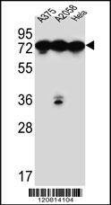 Anti-HSPA5 (C-term) Antibody