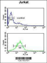 Anti-LIMD2 (N-term) Antibody