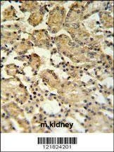 Anti-XBP1 (Center) Antibody