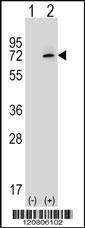 Anti-XRCC6 (C-term) Antibody