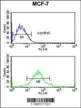 Anti-G6PD (Center) Antibody