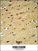 Anti-LINGO-1 (LRRN6A)-S596 (C-term) Antibody