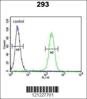 Anti-Roundabout 4 (N-term) Antibody