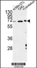 Anti-CREBL1 (C-term) Antibody